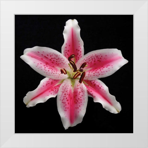 Pink Lily White Modern Wood Framed Art Print by Christensen, Jim