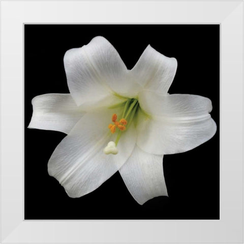 White Lily White Modern Wood Framed Art Print by Christensen, Jim