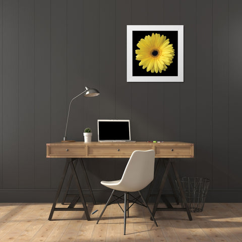 Yellow Gerbera Daisy White Modern Wood Framed Art Print by Christensen, Jim