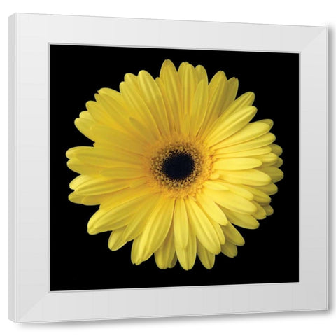 Yellow Gerbera Daisy White Modern Wood Framed Art Print by Christensen, Jim