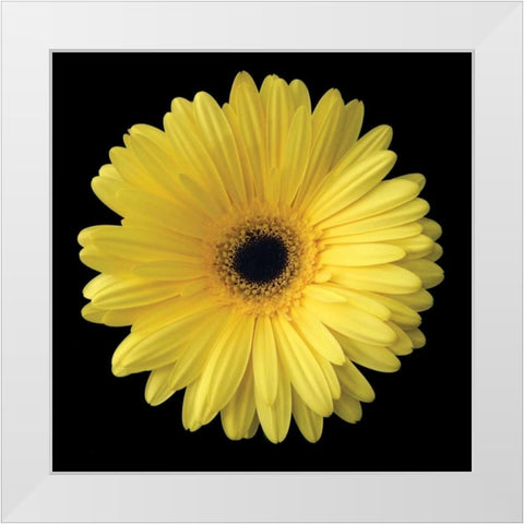 Yellow Gerbera Daisy White Modern Wood Framed Art Print by Christensen, Jim