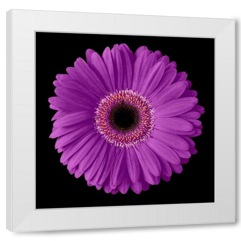 Purple Gerbera Daisy White Modern Wood Framed Art Print by Christensen, Jim