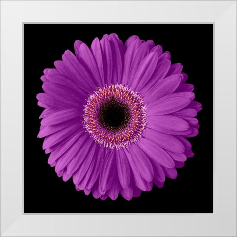 Purple Gerbera Daisy White Modern Wood Framed Art Print by Christensen, Jim