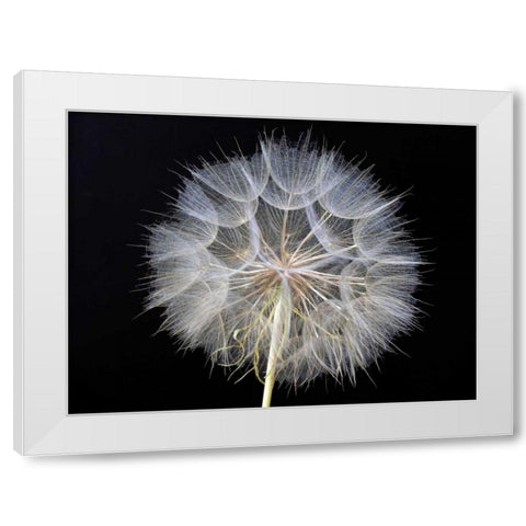 Goats Beard 1 White Modern Wood Framed Art Print by Christensen, Jim