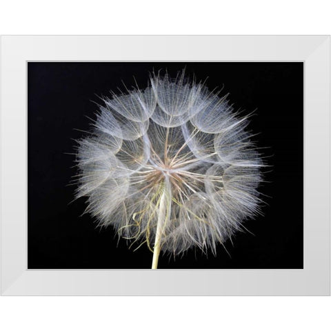 Goats Beard 1 White Modern Wood Framed Art Print by Christensen, Jim