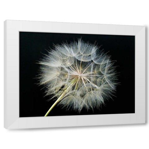 Goats Beard 2 White Modern Wood Framed Art Print by Christensen, Jim