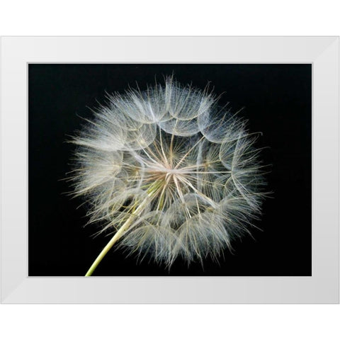 Goats Beard 2 White Modern Wood Framed Art Print by Christensen, Jim