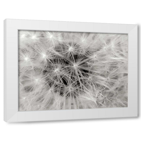 Dandelion 2 White Modern Wood Framed Art Print by Christensen, Jim