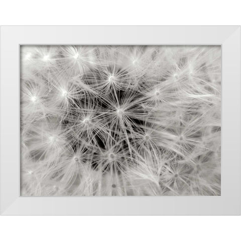 Dandelion 2 White Modern Wood Framed Art Print by Christensen, Jim
