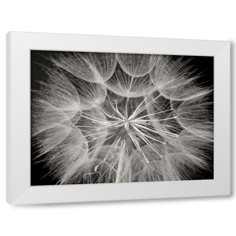 Goats Beard 3 White Modern Wood Framed Art Print by Christensen, Jim