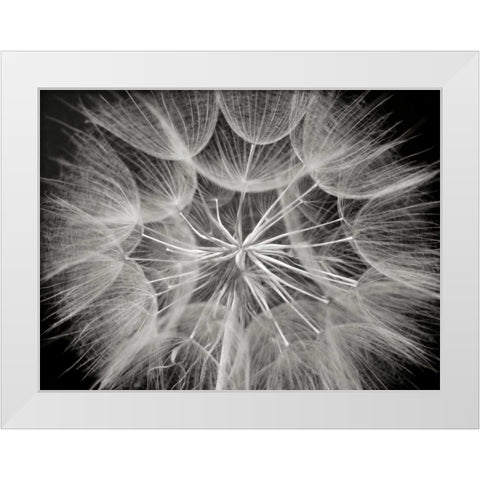 Goats Beard 3 White Modern Wood Framed Art Print by Christensen, Jim