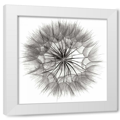Goats Beard 4 White Modern Wood Framed Art Print by Christensen, Jim