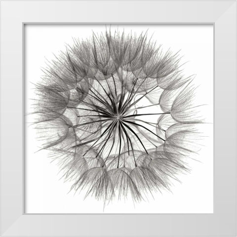 Goats Beard 4 White Modern Wood Framed Art Print by Christensen, Jim