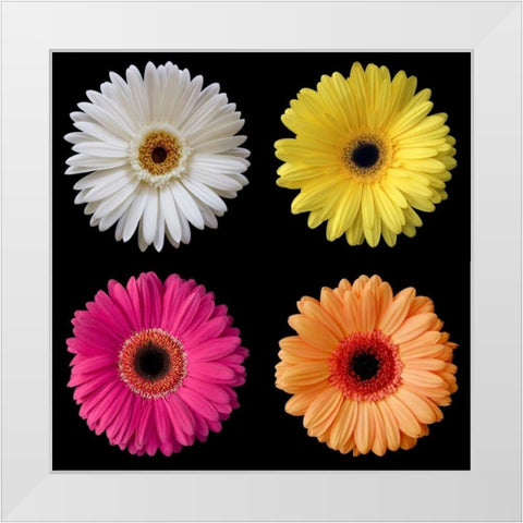 Gerber Group 1 White Modern Wood Framed Art Print by Christensen, Jim