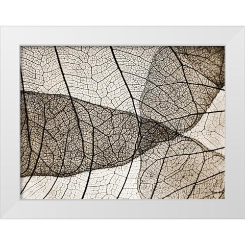 Leaf Designs II Sepia White Modern Wood Framed Art Print by Christensen, Jim