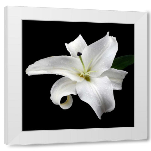 Lily on Black I White Modern Wood Framed Art Print by Christensen, Jim