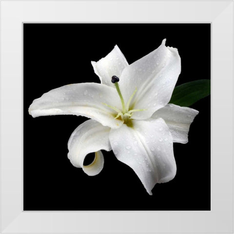 Lily on Black I White Modern Wood Framed Art Print by Christensen, Jim