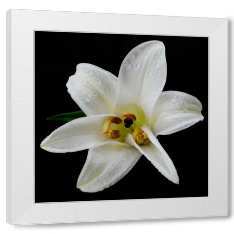Lily on Black II White Modern Wood Framed Art Print by Christensen, Jim