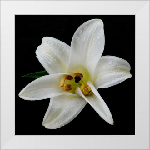 Lily on Black II White Modern Wood Framed Art Print by Christensen, Jim