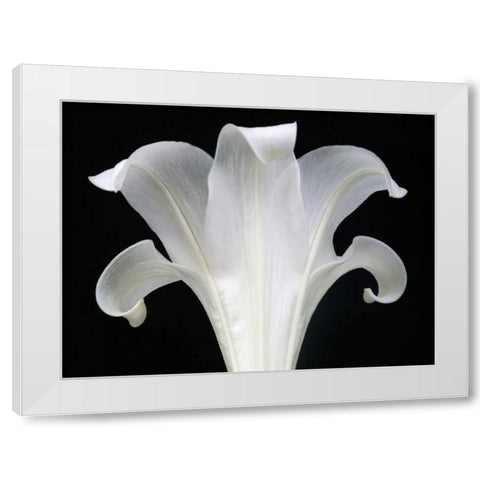 Lily on Black III White Modern Wood Framed Art Print by Christensen, Jim
