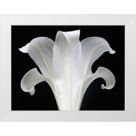 Lily on Black III White Modern Wood Framed Art Print by Christensen, Jim