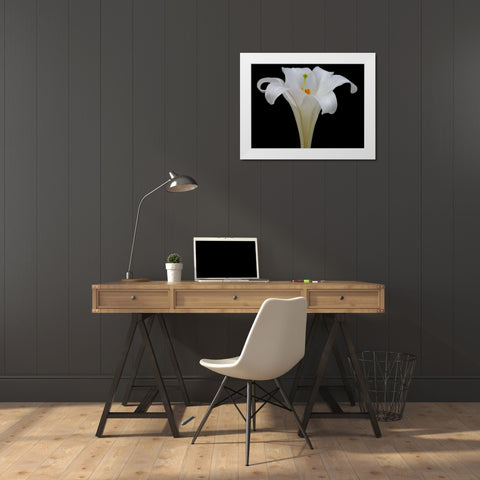 Lily on Black IV White Modern Wood Framed Art Print by Christensen, Jim