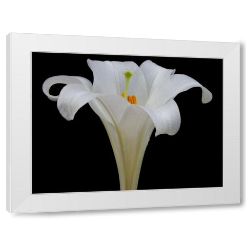 Lily on Black IV White Modern Wood Framed Art Print by Christensen, Jim