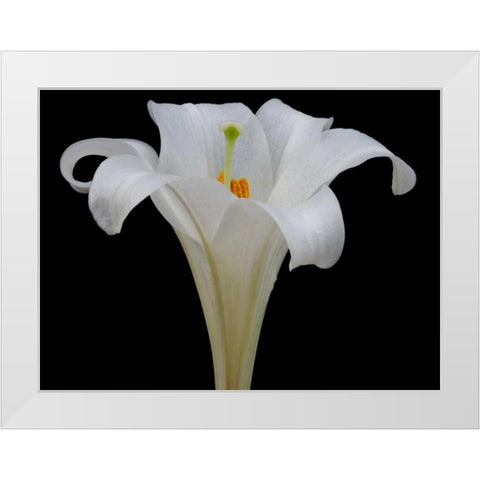 Lily on Black IV White Modern Wood Framed Art Print by Christensen, Jim