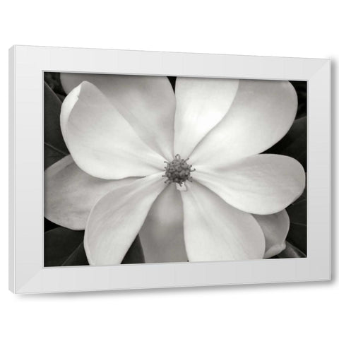 Magnolia I White Modern Wood Framed Art Print by Christensen, Jim