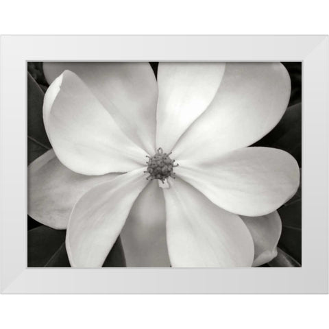 Magnolia I White Modern Wood Framed Art Print by Christensen, Jim