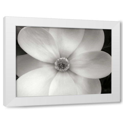 Magnolia II White Modern Wood Framed Art Print by Christensen, Jim