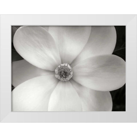 Magnolia II White Modern Wood Framed Art Print by Christensen, Jim