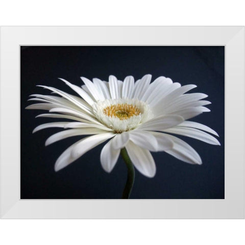 Gerber Angle I White Modern Wood Framed Art Print by Christensen, Jim