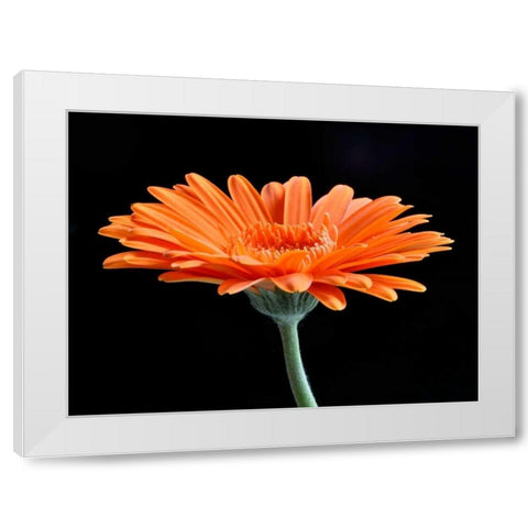 Gerber Angle II White Modern Wood Framed Art Print by Christensen, Jim