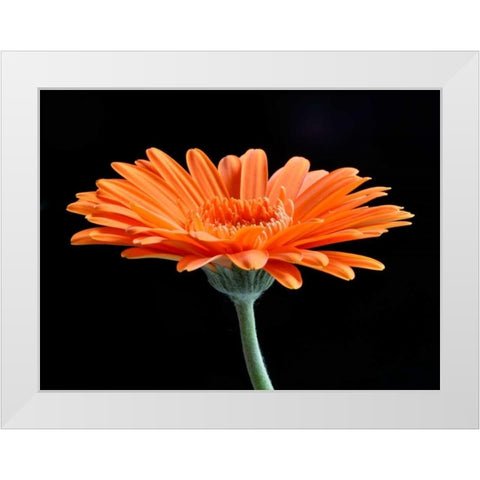 Gerber Angle II White Modern Wood Framed Art Print by Christensen, Jim