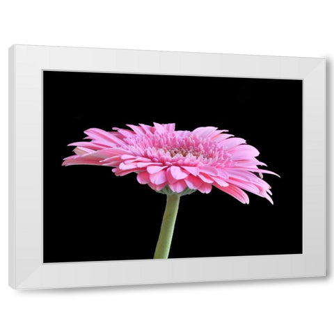 Gerber Angle III White Modern Wood Framed Art Print by Christensen, Jim