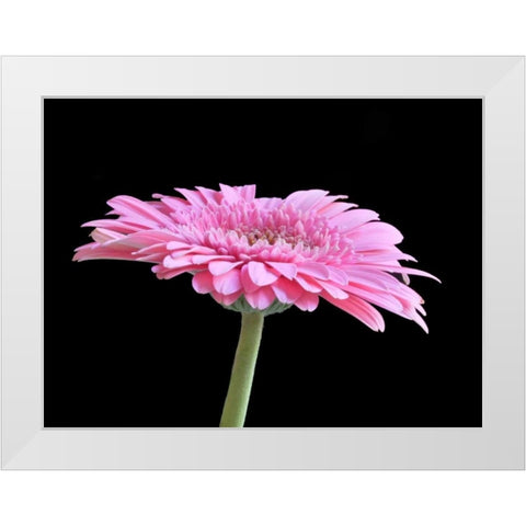 Gerber Angle III White Modern Wood Framed Art Print by Christensen, Jim