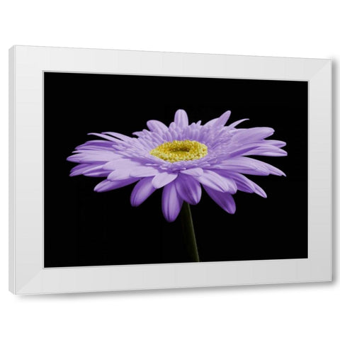 Gerber Angle IV White Modern Wood Framed Art Print by Christensen, Jim