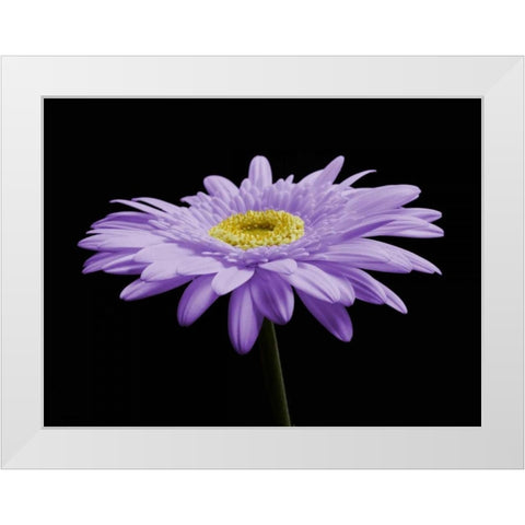 Gerber Angle IV White Modern Wood Framed Art Print by Christensen, Jim