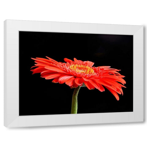 Gerber Angle V White Modern Wood Framed Art Print by Christensen, Jim
