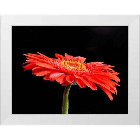 Gerber Angle V White Modern Wood Framed Art Print by Christensen, Jim