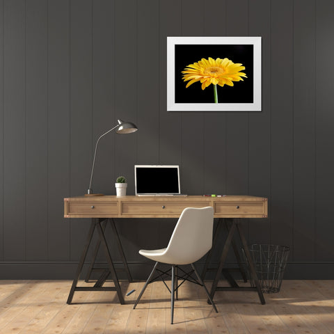 Gerber Angle VI White Modern Wood Framed Art Print by Christensen, Jim