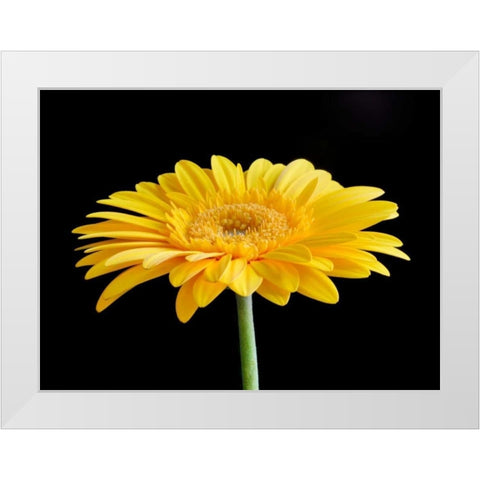 Gerber Angle VI White Modern Wood Framed Art Print by Christensen, Jim