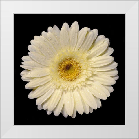 Drops on Gerber I White Modern Wood Framed Art Print by Christensen, Jim