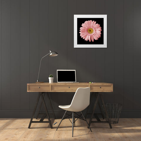 Drops on Gerber II White Modern Wood Framed Art Print by Christensen, Jim