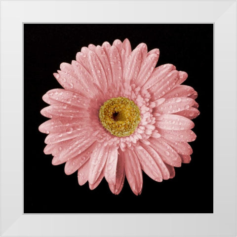 Drops on Gerber II White Modern Wood Framed Art Print by Christensen, Jim