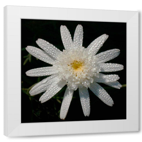 Flower on Black I White Modern Wood Framed Art Print by Christensen, Jim