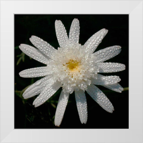 Flower on Black I White Modern Wood Framed Art Print by Christensen, Jim