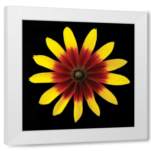 Flower on Black II White Modern Wood Framed Art Print by Christensen, Jim