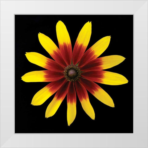 Flower on Black II White Modern Wood Framed Art Print by Christensen, Jim